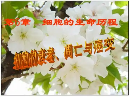 84衰老、凋亡和癌变》课件(新人教必修1)