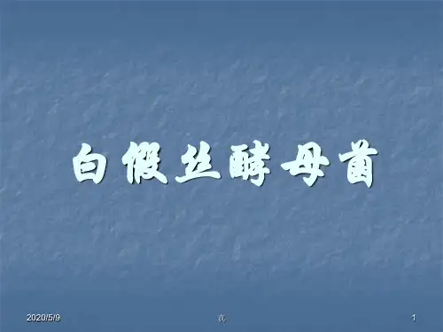 白假丝酵母菌PPT幻灯片课件