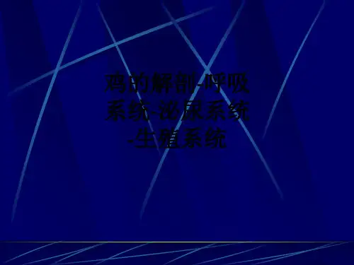 鸡的解剖-呼吸系统-泌尿系统-生殖系统ppt课件