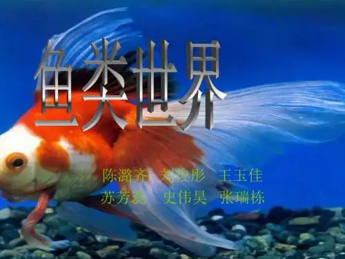鱼类世界