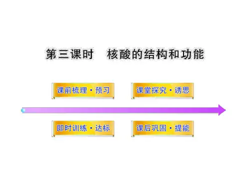 高中生物 第二章 细胞的化学组成 2.2.3 核酸的结构和