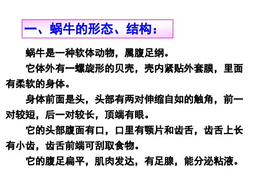 观察蜗牛 浙教版(PPT)2-2