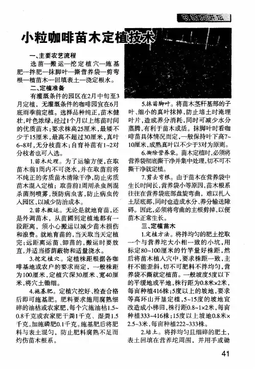 小粒咖啡苗木定植技术