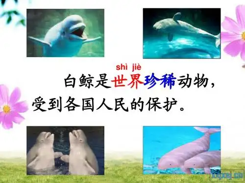 41.白鲸得救了