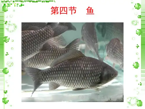 鱼人教版八年级上册生物课件