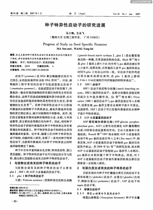 种子特异性启动子的研究进展