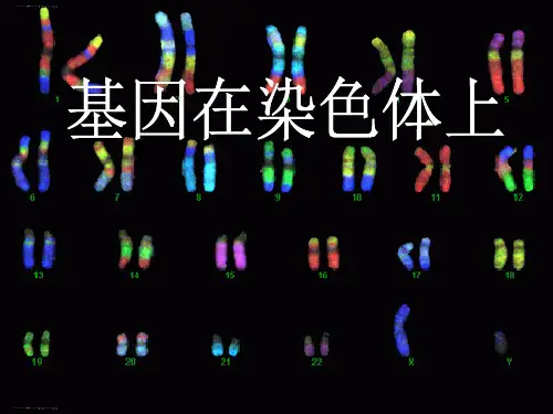 人教版生物必修二2.2基因在染色体上