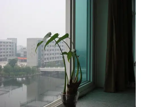 人教版生物必修三3.1植物生长素的发现 1