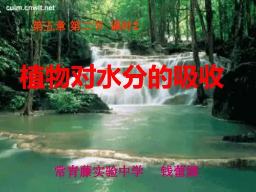 根对水分的吸收