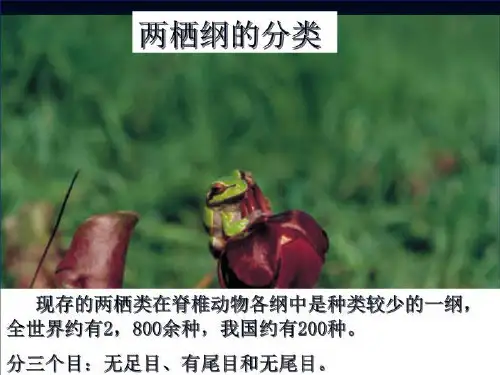 两栖纲分类