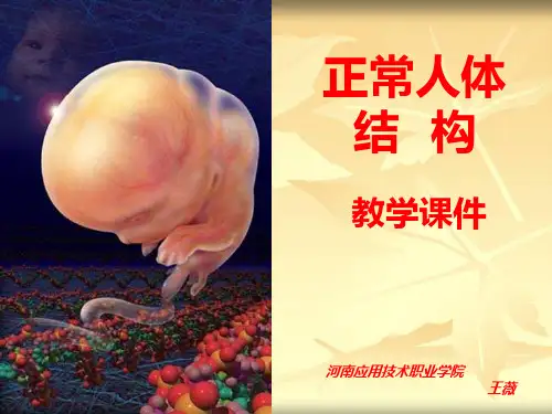 肾脏解剖