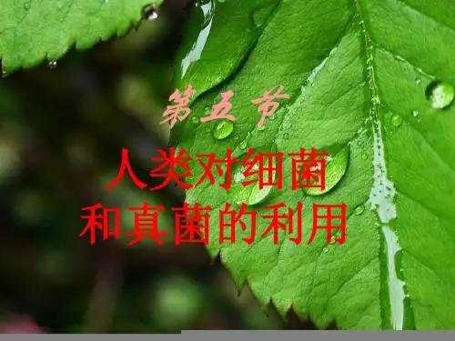 第五节 人类对细菌和真菌的利用