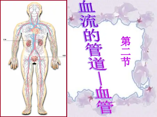 第二节血流的管道血管PPT课件