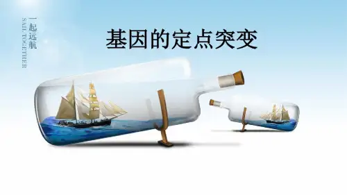 基因的定点突变