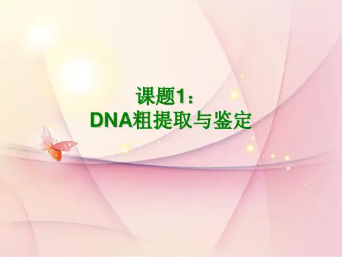 四川省宜宾中学高二人教版生物选修一课件:5.1DNA的粗提取与鉴定