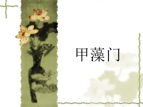 甲藻门