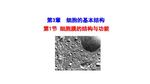 新教材高中生物第3章细胞的基本结构第1节细胞膜的结构和功能课件新人教版必修1102212772