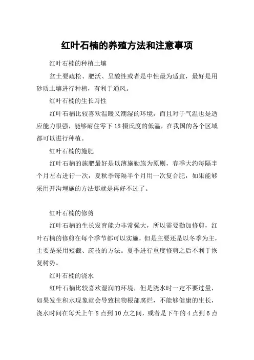 红叶石楠的养殖方法和注意事项