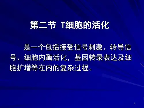 T细胞的活化ppt课件