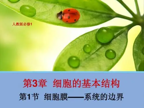 人教版教学课件3.1细胞膜——系统的边界