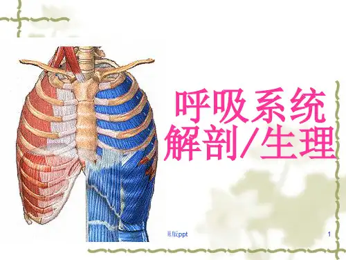 呼吸系统 解剖生理PPT课件