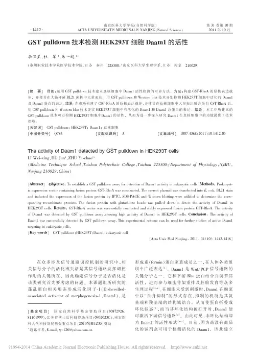 GSTpulldown技术检测HEK293T细胞Daam1的活性_李卫星