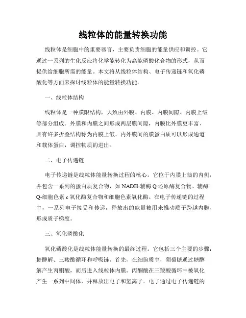 线粒体的能量转换功能
