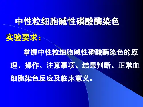 碱性磷酸酶染色