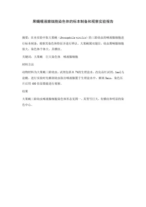 果蝇唾液腺细胞巨大染色体