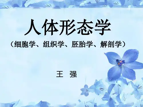 人体形态学课件-感觉传导通路(河套学院王强)