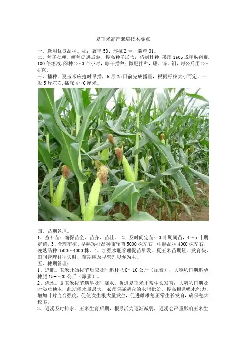 夏玉米高产栽培技术要点