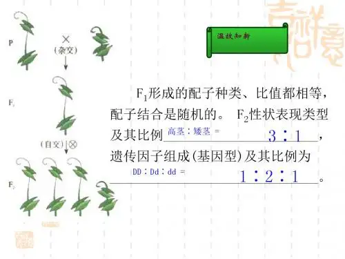 Q1.2孟德尔的豌豆杂交试验(二)