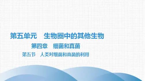 最新人教版八年级上册生物第五单元生物圈中的其他生物第四章细菌和真菌第五节人类对细菌和真菌的利用