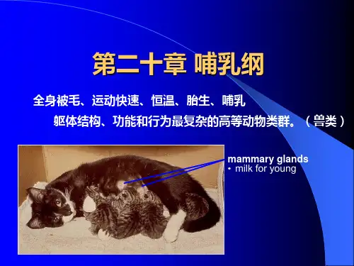 动物学13哺乳纲2