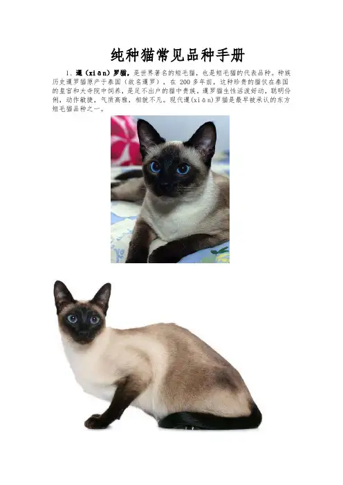 猫咪常见品种介绍