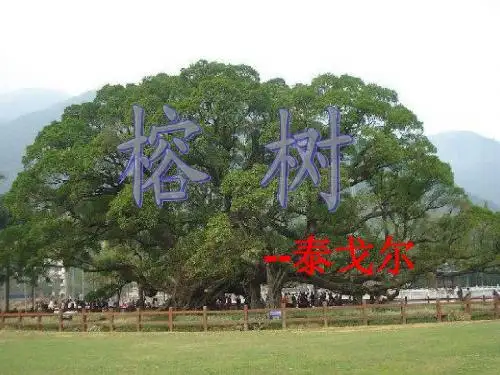 榕树
