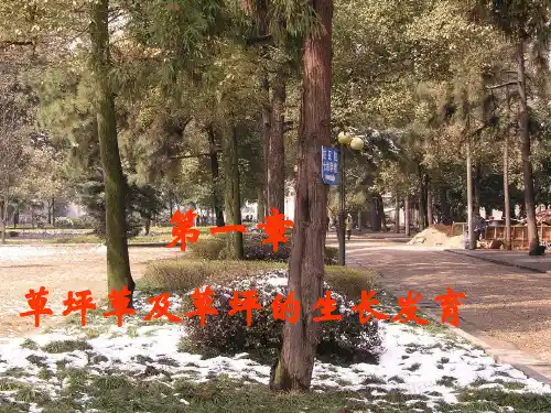 第一章 草坪草的生物学基础