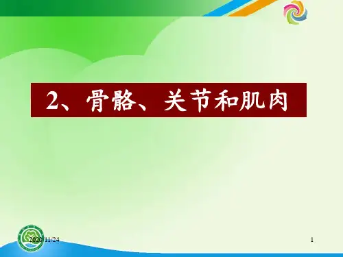教科版科学四年级上册骨骼关节和肌肉 ppt课件