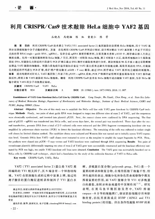 利用CRISPR／Cas9技术敲除HeLa细胞中YAF2基因