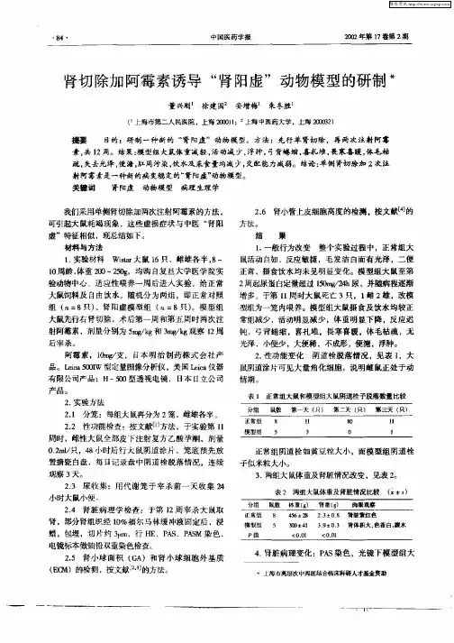 肾切除加阿霉素诱导“肾阳虚”动物模型的研制