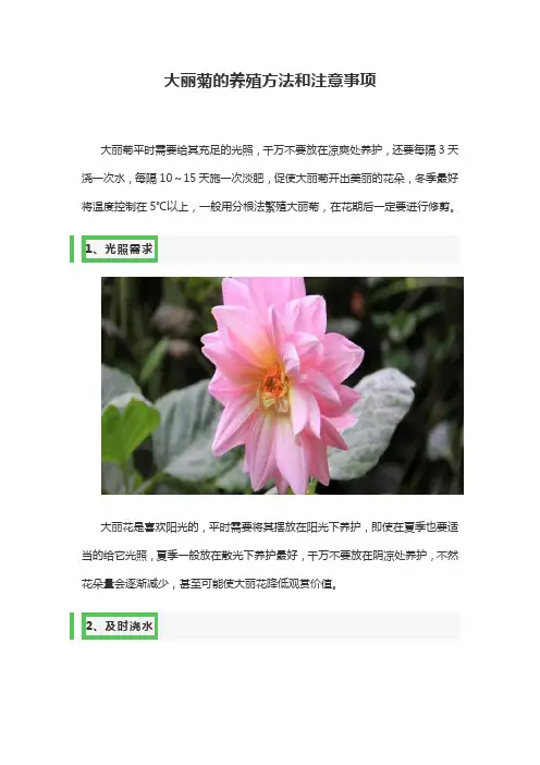 大丽菊的养殖方法和注意事项