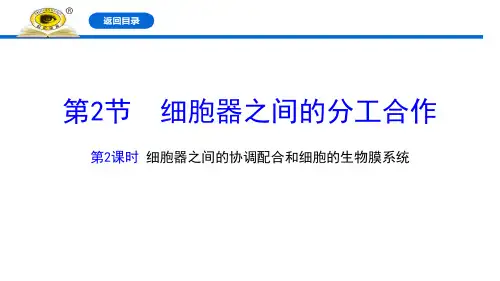 《细胞器之间的分工合作》细胞的基本结构ppt(第二课时)