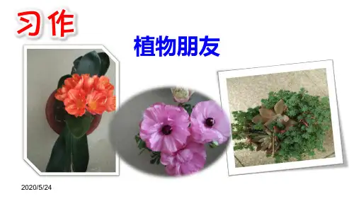 人教(部编版)三年级下册语文课件-第一单元习作：我的植物朋友 (共12张PPT)