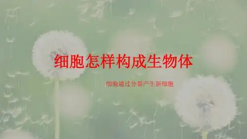 细胞怎样构成生物体