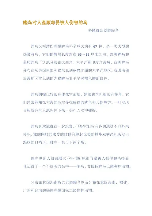 鲣鸟对人温顺却易被人伤害的鸟