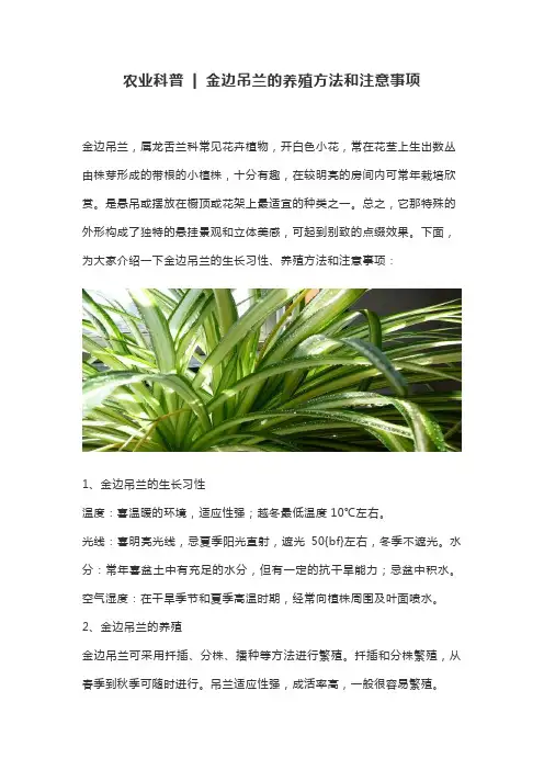 金边吊兰的养殖方法和注意事项