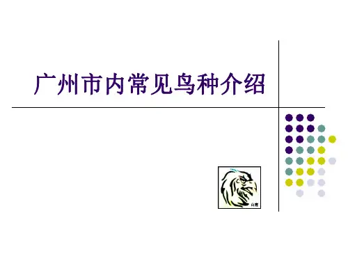 广州市内常见鸟种介绍223