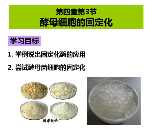 4.3酵母细胞的固定化