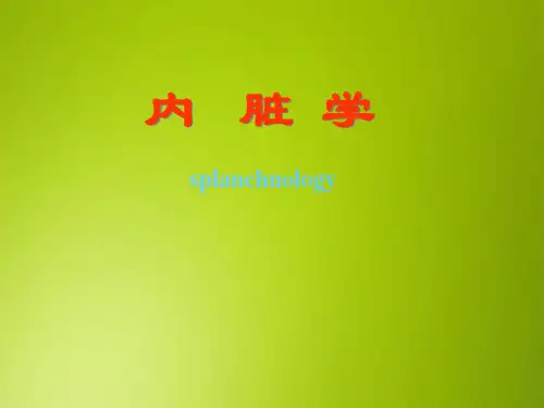 医学PPT课件：内脏学课件