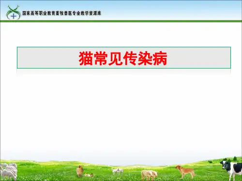 工作任务29猫常见传染病(精)